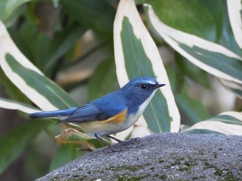 ルリビタキ 里見公園 2017年12月23日(土)