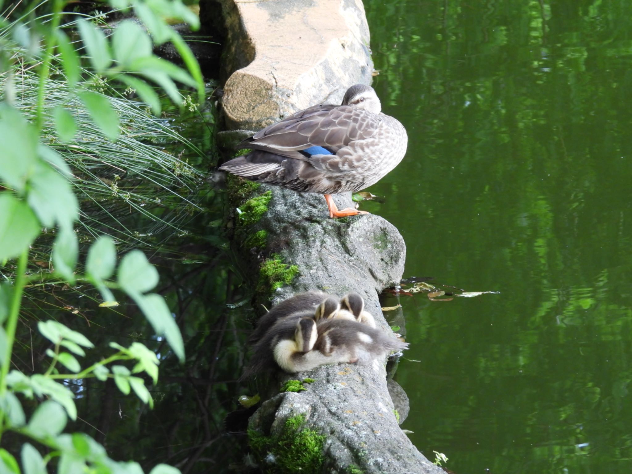 石神井公園 カルガモの写真 by D48211