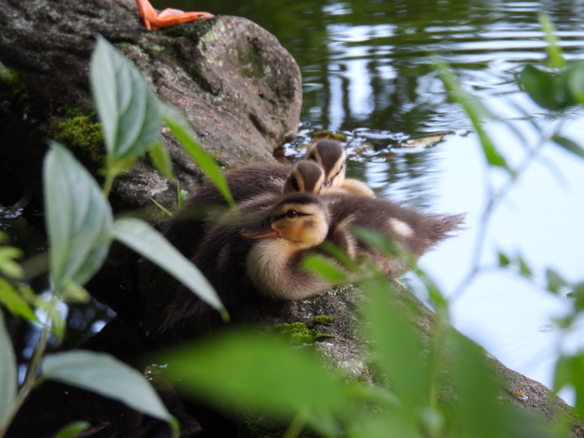 石神井公園 カルガモの写真 by D48211