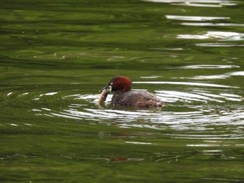 Little Grebe Shakujii Park Sat, 5/28/2022