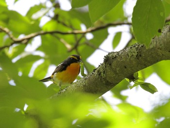 Narcissus Flycatcher Unknown Spots Sat, 5/28/2022