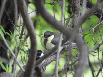Sun, 5/15/2022 Birding report at Hattori Ryokuchi Park
