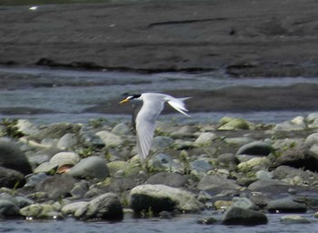 Sat, 5/28/2022 Birding report at 酒匂川河口