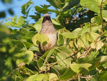 2022年5月28日(土) 多摩川トライアングルの野鳥観察記録