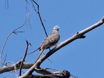 オーストラリアチョウショウバト Emu Green, Emu Heights, NSW, Australia 2020年11月29日(日)