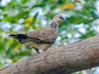 Spotted Dove Emu Green, Emu Heights, NSW, Australia Sun, 11/29/2020