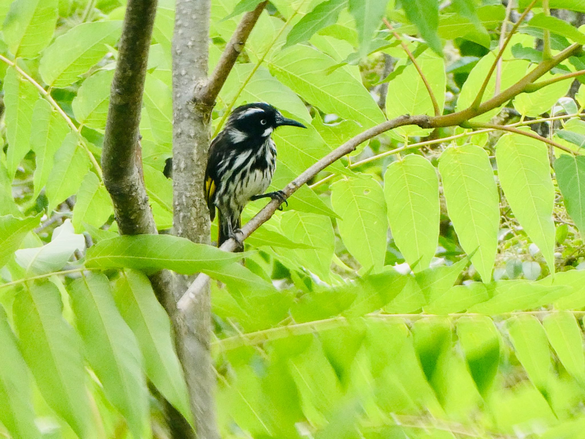 Photo of New Holland Honeyeater at Emu Green, Emu Heights, NSW, Australia by Maki