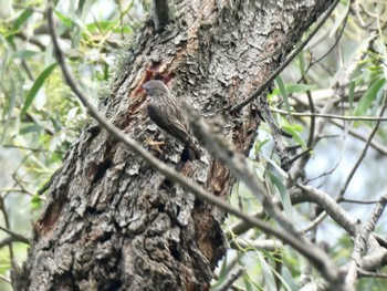 Varied Sittella