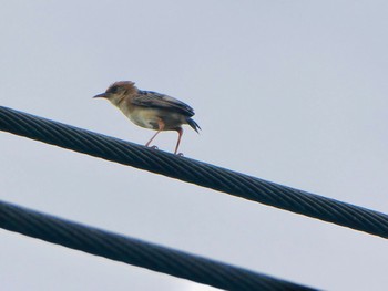 Golden-headed Cisticola Emu Green, Emu Heights, NSW, Australia Sun, 11/29/2020