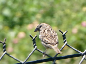 House Sparrow Malabar Headlands National Park, NSW, Australia Fri, 11/27/2020