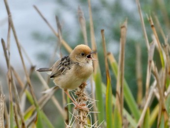 Golden-headed Cisticola Malabar Headlands National Park, NSW, Australia Fri, 11/27/2020