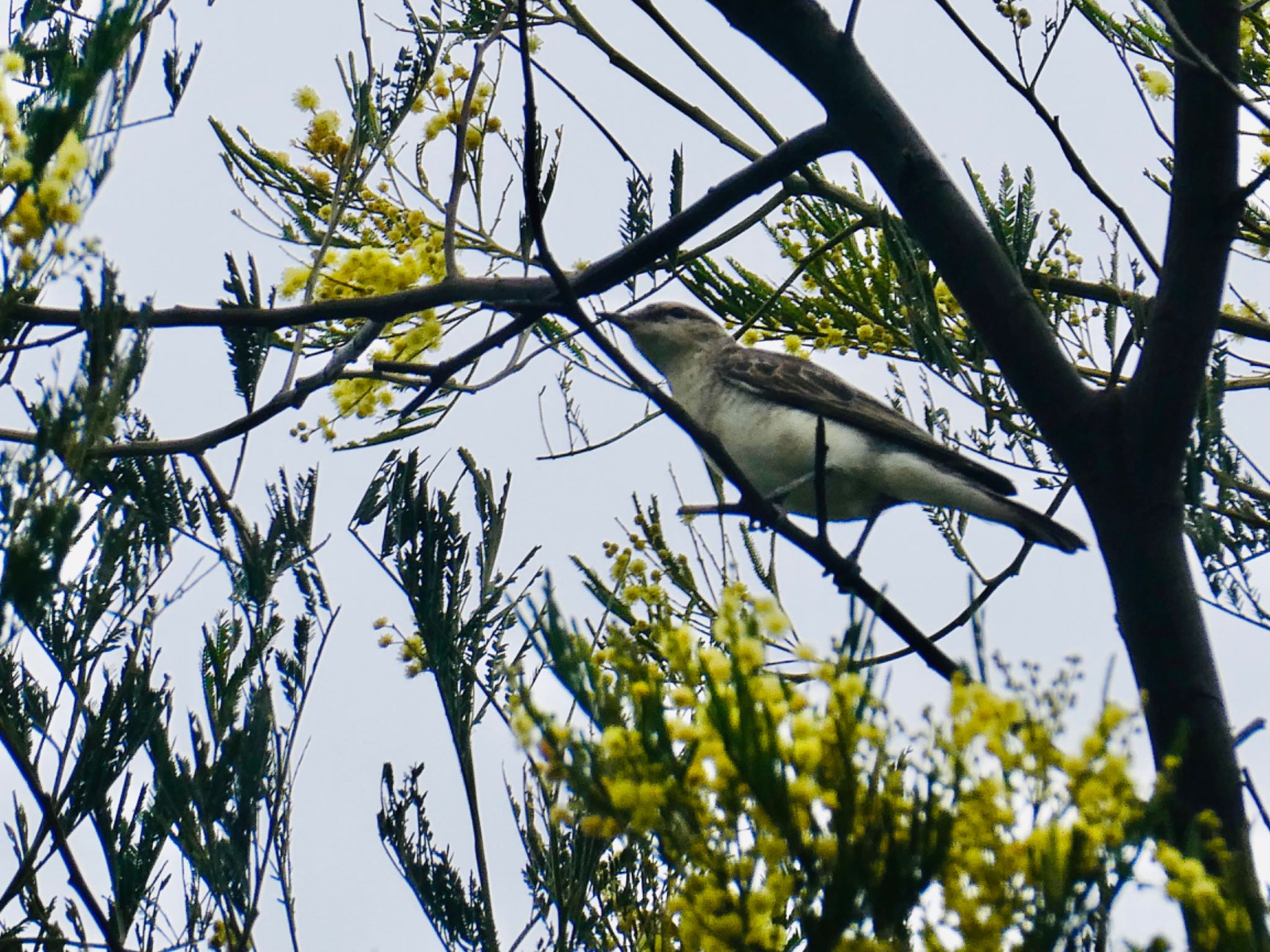 Photo of White-winged Triller at Emu Green, Emu Heights, NSW, Australia by Maki