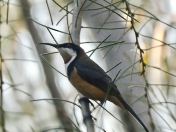 キリハシミツスイ Dundundra Falls Reserve, Terrey Hills, NSW, Austrslua 2020年11月26日(木)