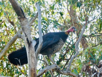 ヤブツカツクリ Dundundra Falls Reserve, Terrey Hills, NSW, Austrslua 2020年11月26日(木)