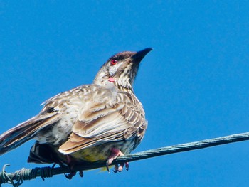 アカミミダレミツスイ Middle Head, Mosman, NSW, Australia 2020年11月15日(日)