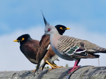 Crested Pigeon Long Reef(Australia, NSW) Sun, 11/8/2020