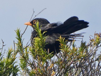 Common Blackbird Malabar Headlands National Park, NSW, Australia Sun, 11/22/2020