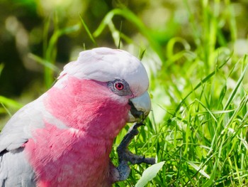 モモイロインコ Northbridge, NSW, Australia 2020年11月11日(水)