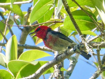 Scarlet Myzomela Flat Rock Gully, Northbridge, NSW, Australia Wed, 11/11/2020