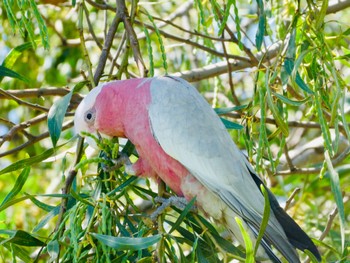 モモイロインコ Northbridge, NSW, Australia 2020年11月11日(水)