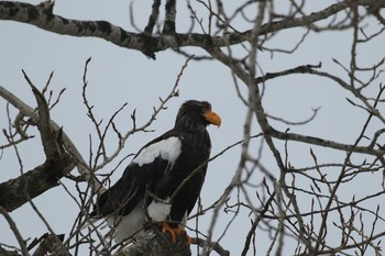 Steller's Sea Eagle 北海道二海郡八雲町　遊楽部川 Sat, 12/23/2017