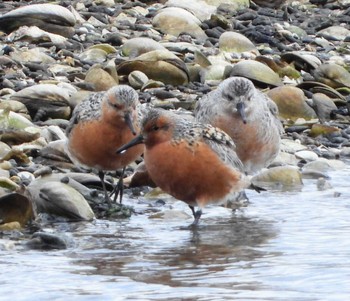 Red Knot Unknown Spots Sun, 4/17/2022