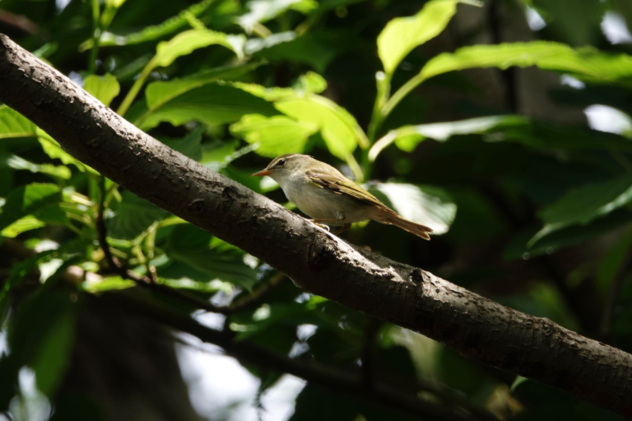 Ijima's Leaf Warbler