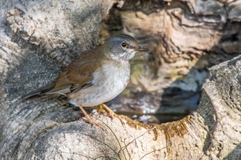 Pale Thrush Akashi Park Mon, 12/18/2017