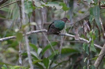 Pacific Emerald Dove Iron Range National Park Unknown Date