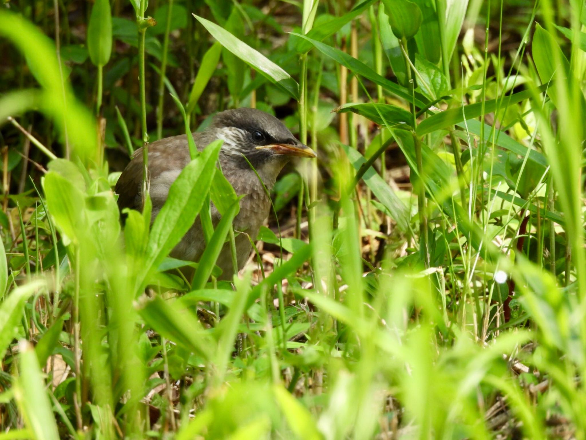 White-cheeked Starling