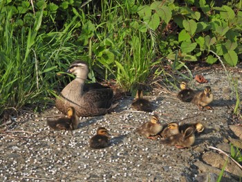 Eastern Spot-billed Duck 国立 Sat, 5/28/2022