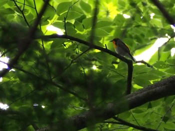 2022年5月20日(金) 青梅丘陵の野鳥観察記録