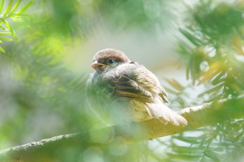 スズメ 長浜公園 2022年5月22日(日)