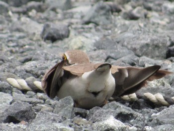 Little Ringed Plover 丹波市 Fri, 5/20/2022