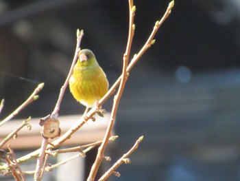 Grey-capped Greenfinch 丹波市 Mon, 4/4/2022