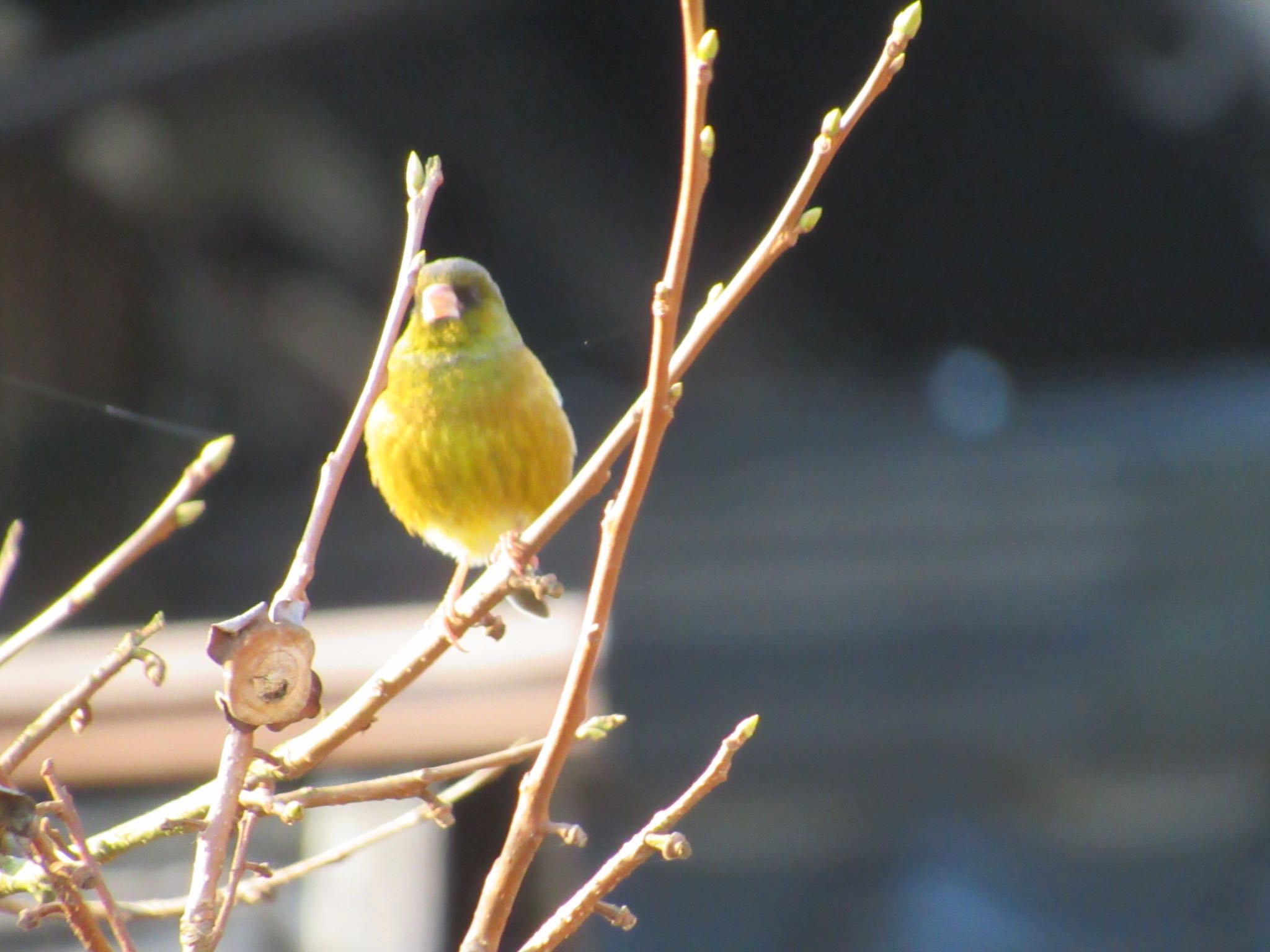 Photo of Grey-capped Greenfinch at 丹波市 by 田んぼのいわし