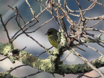 Masked Bunting 丹波市 Tue, 4/5/2022