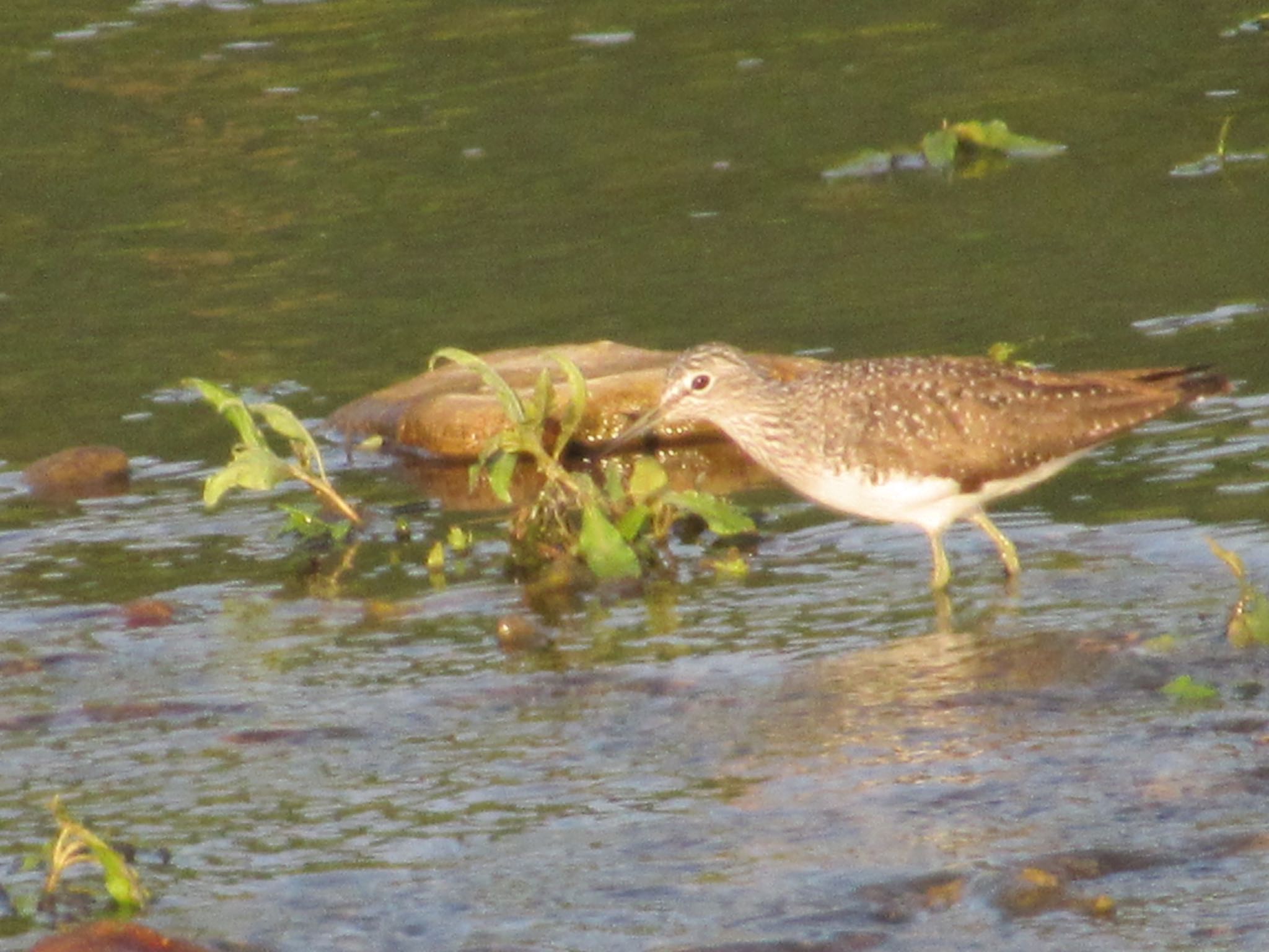 Photo of Green Sandpiper at 丹波市 by 田んぼのいわし