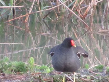 Common Moorhen 丹波市 Sat, 4/30/2022