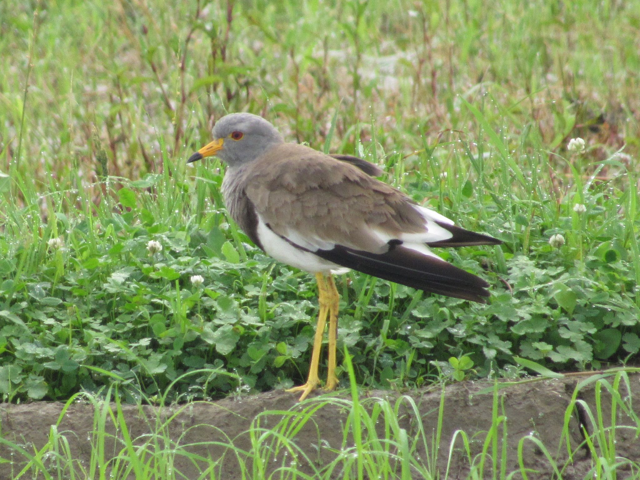 Photo of Grey-headed Lapwing at 西脇市 by 田んぼのいわし
