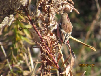 Siberian Long-tailed Rosefinch Unknown Spots Sun, 1/2/2022