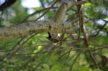 2022年5月29日(日) 大阪府岸和田市 蜻蛉池公園の野鳥観察記録