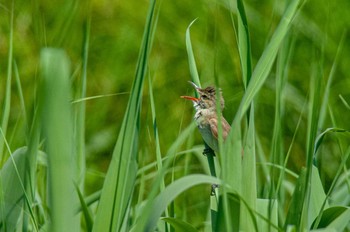 Oriental Reed Warbler 京都府木津川市 Sun, 5/29/2022