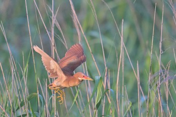 Cinnamon Bittern 千葉県 Sun, 5/29/2022