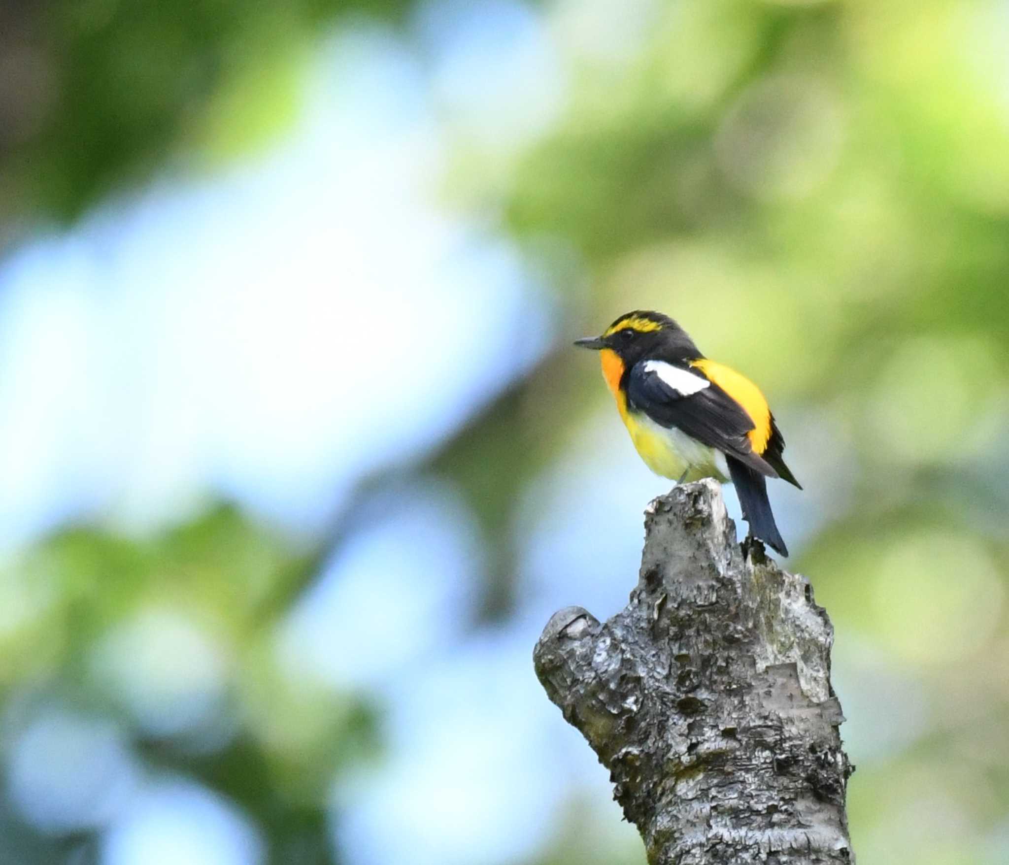 舞岡公園 キビタキの写真 by エスパシオ