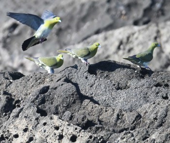 アオバト 大磯照ヶ崎海岸 2022年5月29日(日)