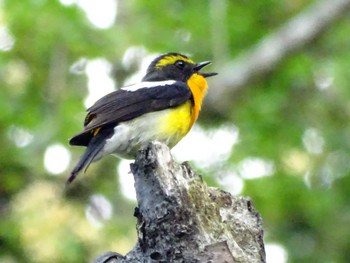 2022年5月28日(土) 舞岡公園の野鳥観察記録