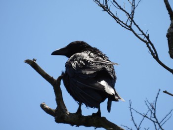 2022年5月29日(日) 埼玉県さいたま市の野鳥観察記録