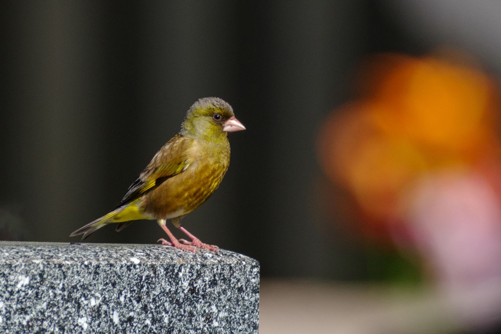 都立青山霊園 カワラヒワの写真 by Marco Birds