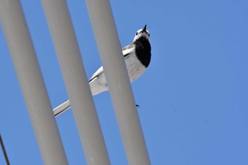 White Wagtail 中部国際空港 Sun, 5/29/2022